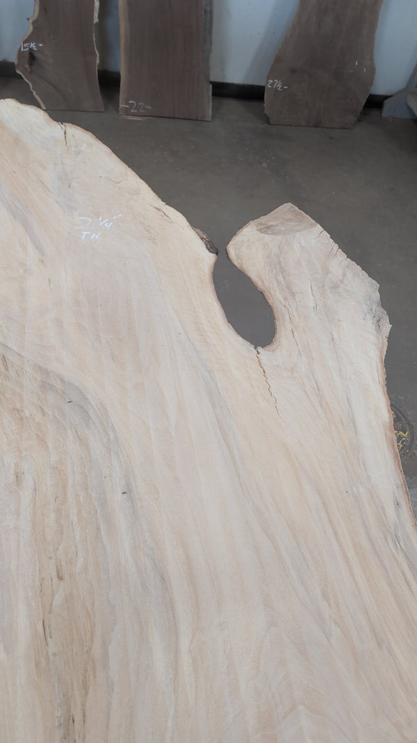 Cottonwood Live Edge Slab #CW001, 69 BF, 160 in. Long
